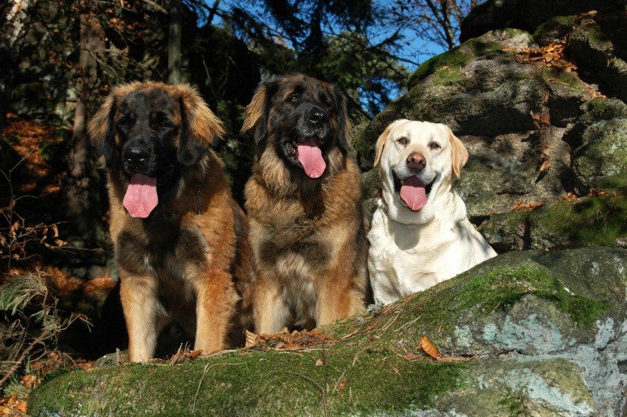 Leonberger | Breeding station GOLDEN LEON